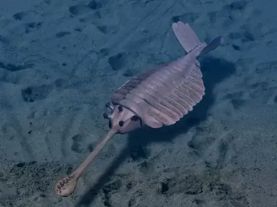 early cambrian life