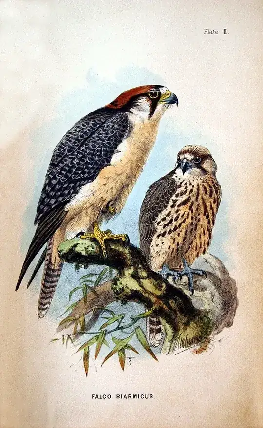 painting of 2 Lanner falcons