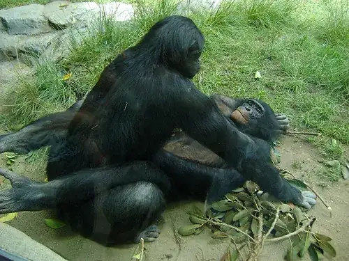 Monkey Sex/porn