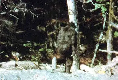 bigfootfoot