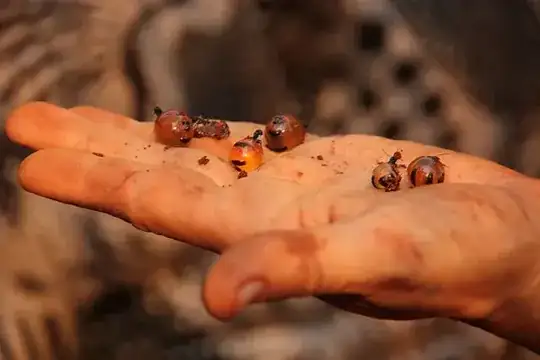 honyepot ant
