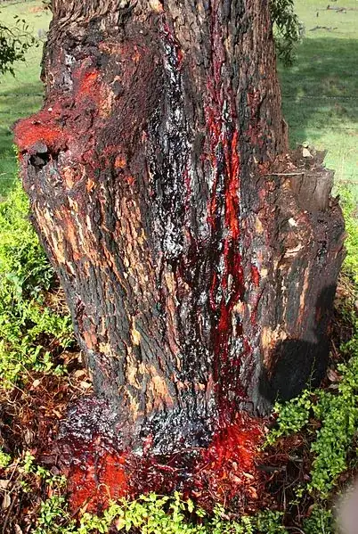 Copious flow of kino from a wound near the base of the trunk of a Corymbia calophylla (Marri)