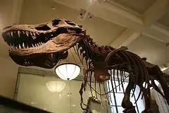 Dinosaur