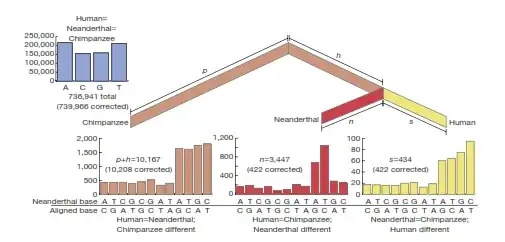 Analysis of one million base pairs of Neanderthal DNA
