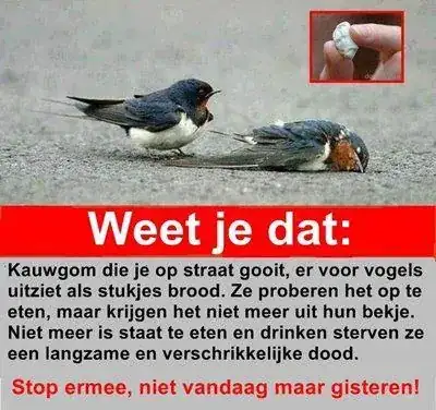 A photograph of two birds on pavement, one lying dead. An inset of a piece of chewing gum held between thumb and index finger. Text underneath, a translation of which is transcribed below.