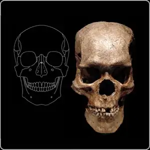 Scull comparison: Human vs. "Giant"