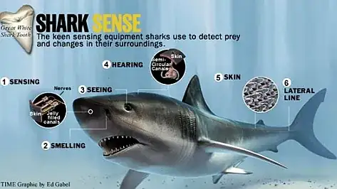 The bulb shape allows it to be put into the mouth, but taking it out is problematic.