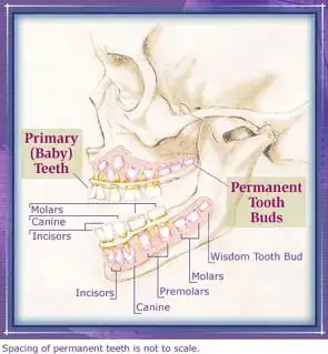Permanent teeth