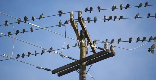 birds on power lines