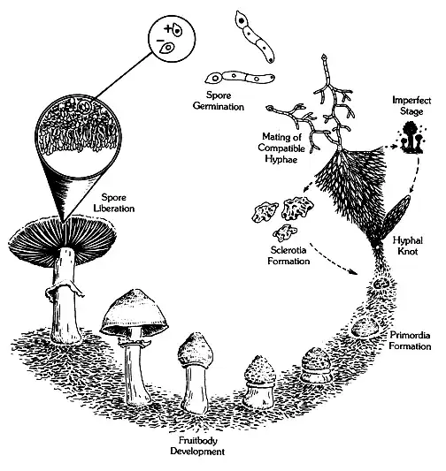 Mushroom Life Cycle