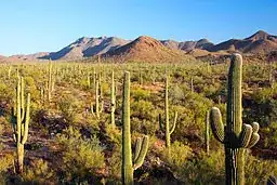 Sonoran Desert image from Wikipedia, depicting many cacti and scrub brush