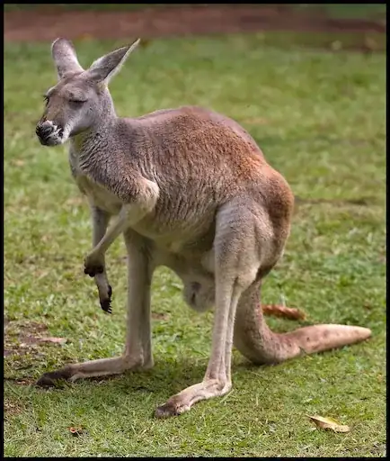 kangaroo