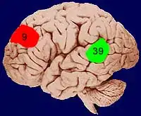 Brain