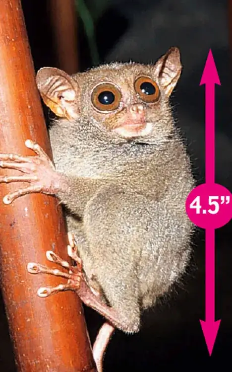 tarsier