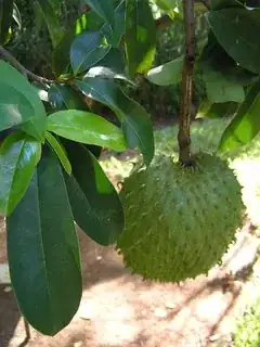 soursop