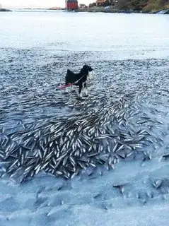 Image of frozen fish via Gizmodo