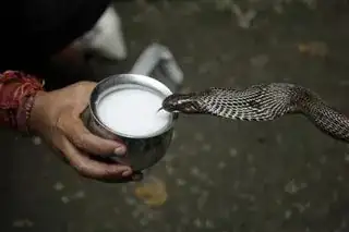 Picture of cobra head near milk