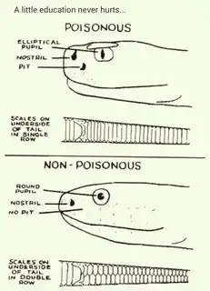 Diagram of snakes: A little education never hurts... Poisonous: Elliptical pupil nostril. pit. ]Scales on underside of tail in single row. Non-Poisonous: Round Pupil. Nostril. No pit. Scales on underside of tail in double-row.