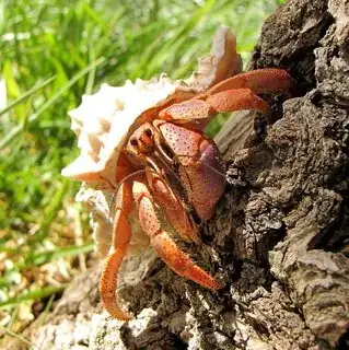 Hermit Crab (Pagurus armatus)