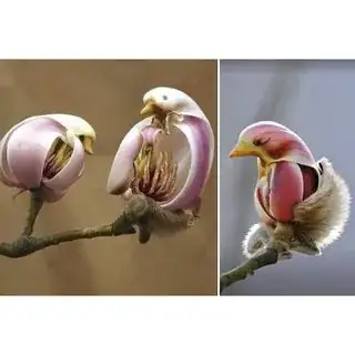Two images of flowers