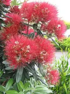 Picture of the flowers