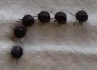 black bugs