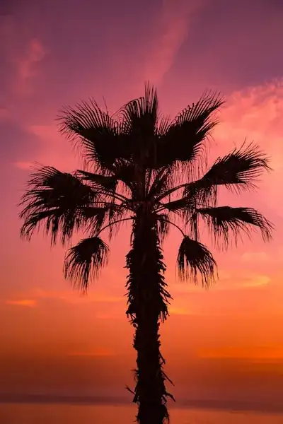 dark palm tree silhouette