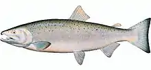 salmão
